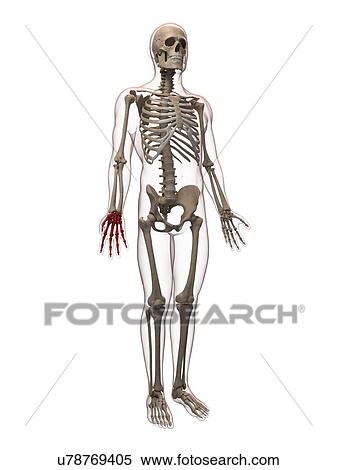 Stock Illustration - Hand bones, artwork. Fotosearch