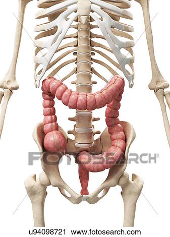 Clip Art - Healthy colon, artwork. Fotosearch
