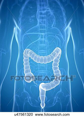 Healthy colon, artwork View Large Illustration Clipart - Healthy colon, artwork. Fotosearch