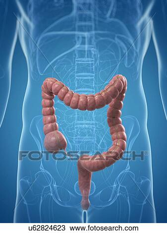 Healthy colon, artwork View Large Illustration Drawing - Healthy colon, artwork. Fotosearch