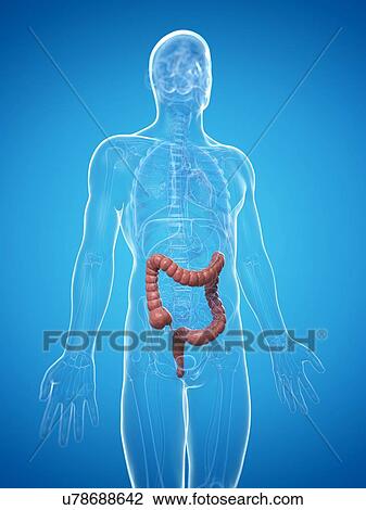 Drawing - Healthy colon, artwork. Fotosearch