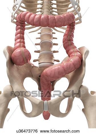 Stock Illustration - Healthy colon, artwork. Fotosearch