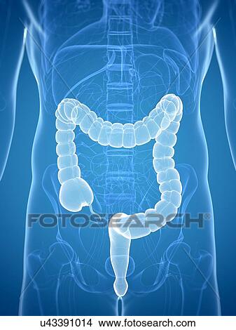 Stock Illustration - Healthy colon, artwork. Fotosearch