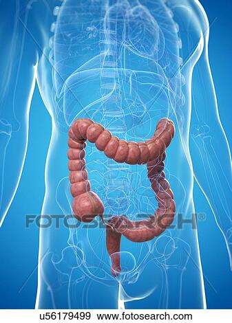 Stock Illustration - Healthy colon, artwork. Fotosearch