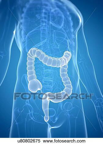 Healthy colon, artwork View Large Illustration Stock Illustration - Healthy colon, artwork. Fotosearch