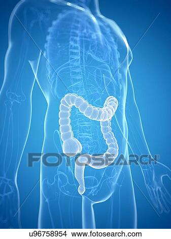 Stock Illustration - Healthy colon, artwork. Fotosearch