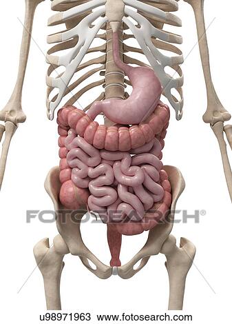 Healthy digestive system, artwork View Large Illustration Drawing - Healthy digestive system, artwork. Fotosearch