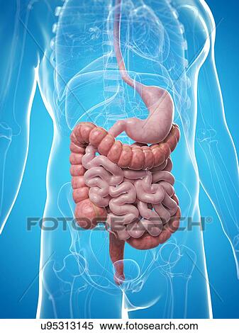 Stock Illustration - Healthy digestive system, artwork. Fotosearch