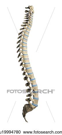 Healthy spine, artwork View Large Illustration Clipart - Healthy spine, artwork. Fotosearch
