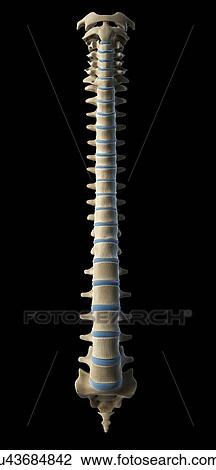 Healthy spine, artwork View Large Illustration Drawing - Healthy spine, artwork. Fotosearch