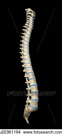 Stock Illustration - Healthy spine, artwork. Fotosearch
