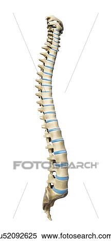 Healthy spine, artwork View Large Illustration Stock Illustration - Healthy spine, artwork. Fotosearch