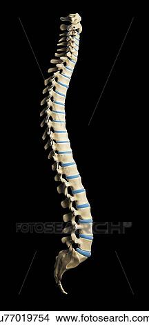 Stock Illustration - Healthy spine, artwork. Fotosearch