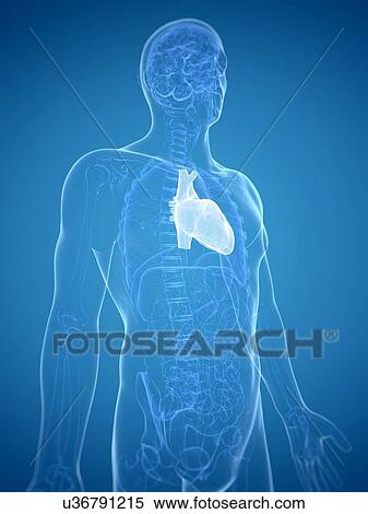 Stock Illustration - Heart, artwork. Fotosearch