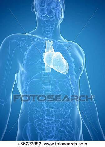 Heart, artwork View Large Illustration Stock Illustration - Heart, artwork. Fotosearch