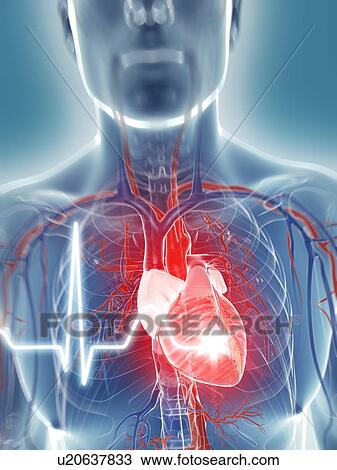 Drawing - Heart beat, artwork. Fotosearch