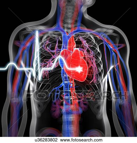 Drawing - Heart beat, artwork. Fotosearch