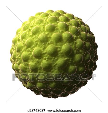 Hepatitis A, artwork View Large Illustration Stock Illustration - Hepatitis A, artwork. Fotosearch