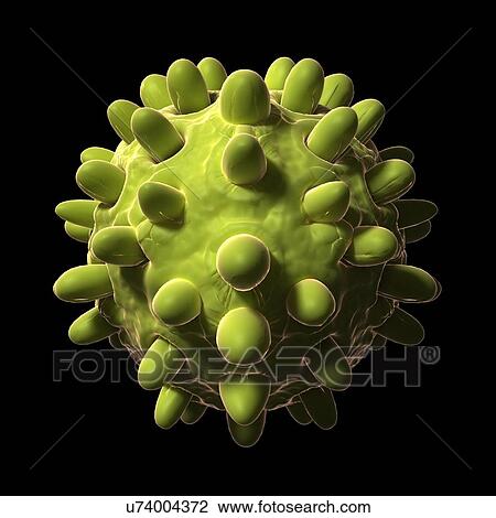 Hepatitis B, artwork View Large Illustration Drawing - Hepatitis B, artwork. Fotosearch