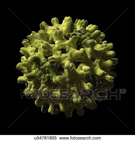 Hepatitis B virus particle, artwork View Large Illustration Stock Illustration - Hepatitis B virus particle, artwork. Fotosearch