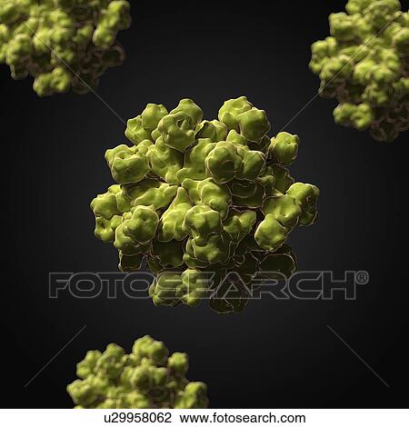 Drawing - Hepatitis E virus, artwork. Fotosearch