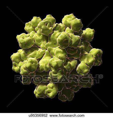 Hepatitis E virus particle, artwork View Large Illustration Drawing - Hepatitis E virus particle, artwork. Fotosearch