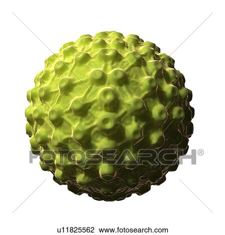 Drawing - Herpes virus, artwork. Fotosearch
