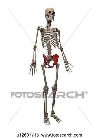 Hip bone, artwork View Large Illustration Stock Illustration - Hip bone, artwork. Fotosearch