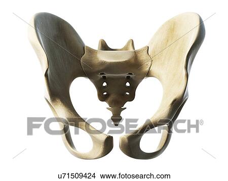 Stock Illustration - Hip bone, artwork. Fotosearch