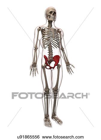 Hip bone, artwork View Large Illustration Stock Illustration - Hip bone, artwork. Fotosearch