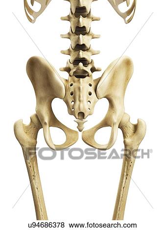 Hip bones, artwork View Large Illustration Stock Illustration - Hip bones, artwork. Fotosearch