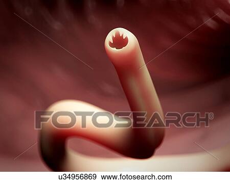 Hook worm, artwork View Large Illustration Stock Illustration - Hook worm, artwork. Fotosearch