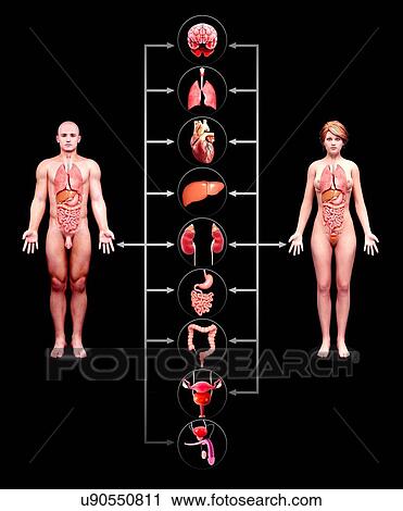 Human anatomy, artwork View Large Illustration Clip Art - Human anatomy, artwork. Fotosearch