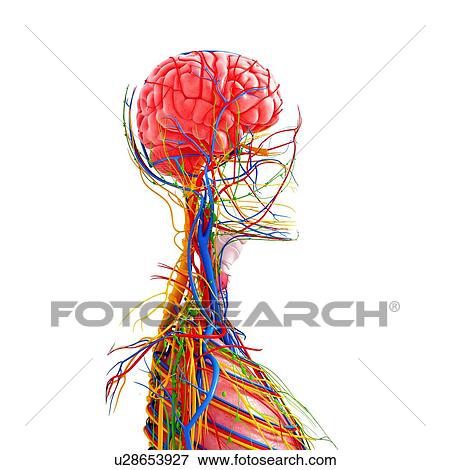 Stock Illustration - Human anatomy, artwork. Fotosearch
