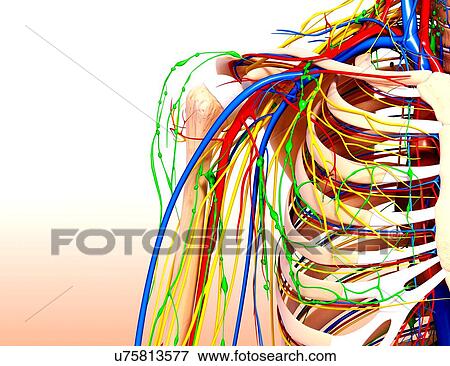 Stock Illustration - Human anatomy, artwork. Fotosearch
