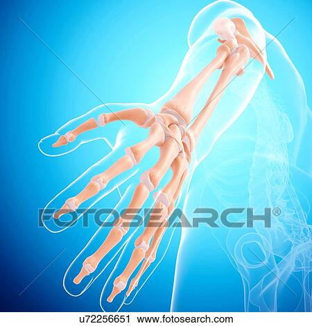 Human arm bones, artwork View Large Illustration Clip Art - Human arm bones, artwork. Fotosearch