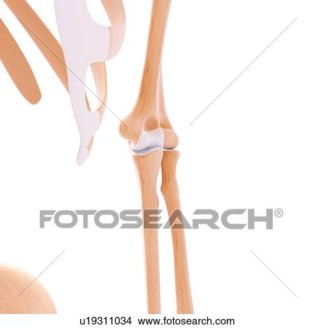 Human arm bones, artwork View Large Illustration Stock Illustration - Human arm bones, artwork. Fotosearch