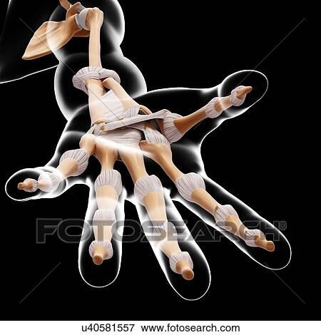 Stock Illustration - Human arm bones, artwork. Fotosearch