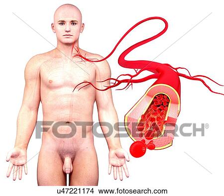 Human artery, artwork View Large Illustration Stock Illustration - Human artery, artwork. Fotosearch