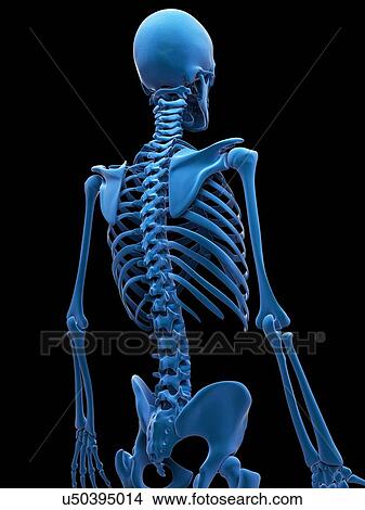 Human back, artwork View Large Illustration Stock Illustration - Human back, artwork. Fotosearch