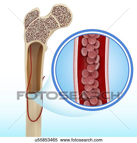 Stock Illustration - Human bone structure, artwork. Fotosearch