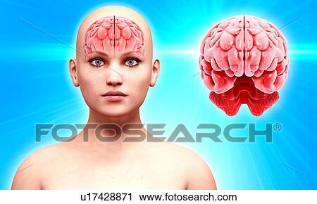 Clip Art - Human brain anatomy, artwork. Fotosearch