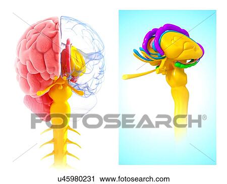 Clip Art - Human brain anatomy, artwork. Fotosearch