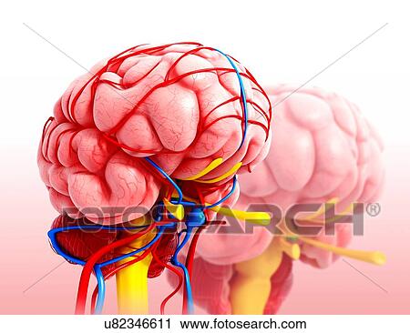 Human brain anatomy, artwork View Large Illustration Clip Art - Human brain anatomy, artwork. Fotosearch