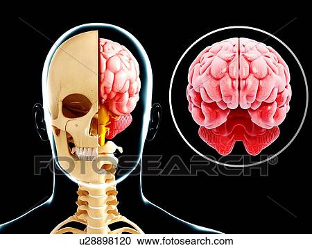 Clipart - Human brain anatomy, artwork. Fotosearch