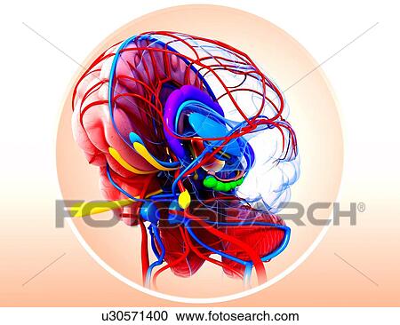 Clipart - Human brain anatomy, artwork. Fotosearch