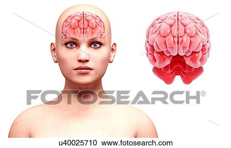 Clipart - Human brain anatomy, artwork. Fotosearch