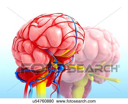 Clipart - Human brain anatomy, artwork. Fotosearch