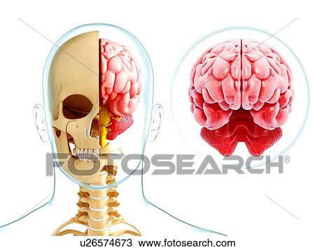 Human brain anatomy, artwork View Large Illustration Drawing - Human brain anatomy, artwork. Fotosearch