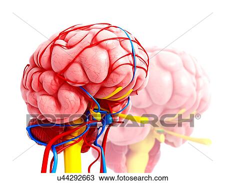 Human brain anatomy, artwork View Large Illustration Drawing - Human brain anatomy, artwork. Fotosearch